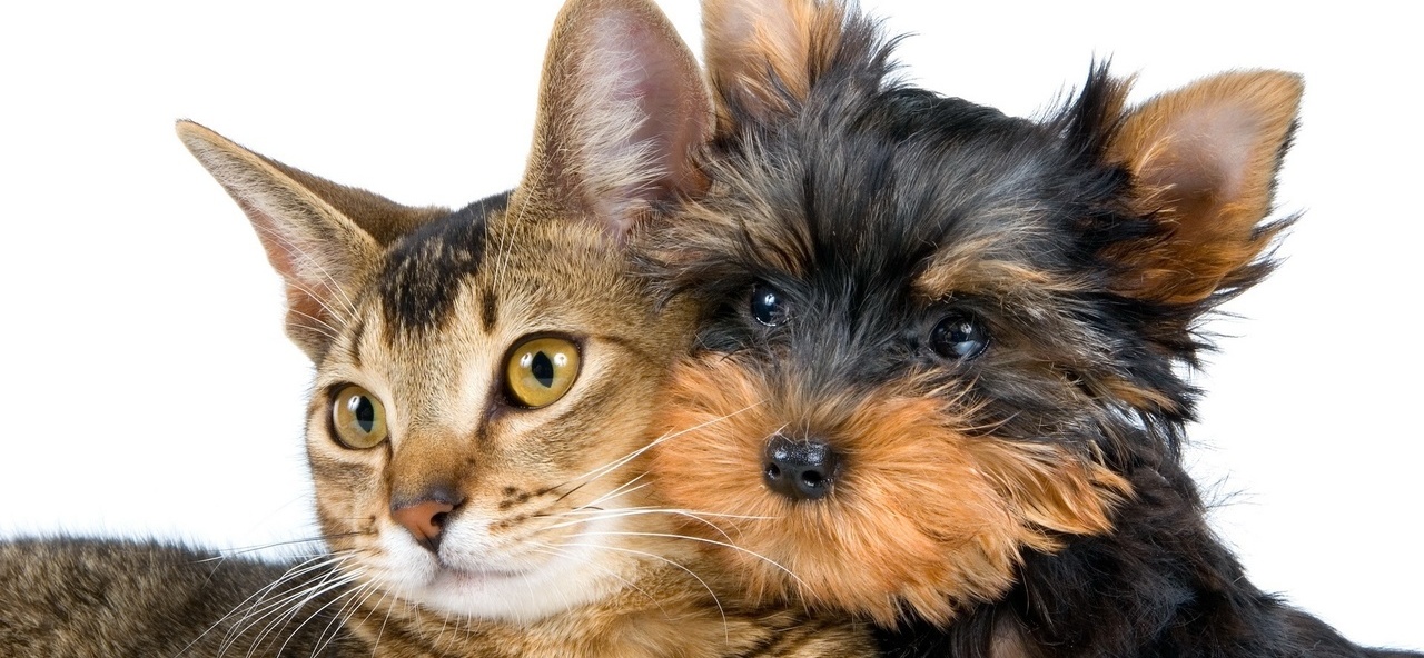 Доска объявлений о животных | ЗооТом - продажа, вязка и услуги для животных в Дюртюли