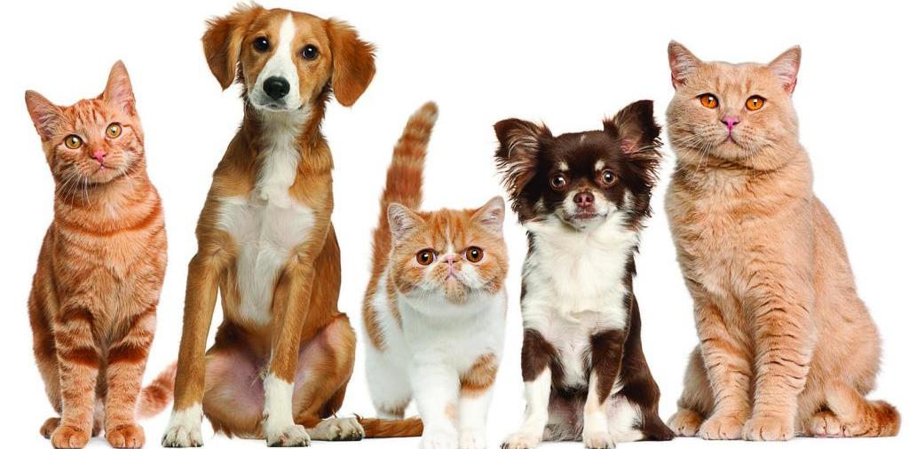 Доска объявлений о животных | ЗооТом - продажа, вязка и услуги для животных в Дюртюли