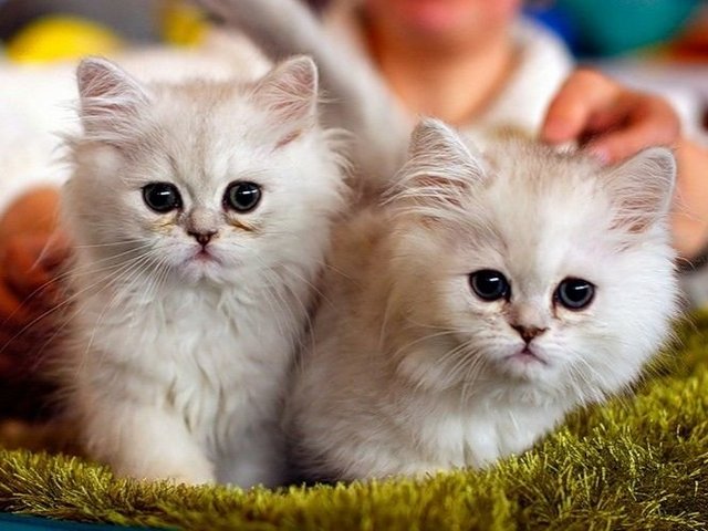 Породы кошек в Дюртюли | ЗооТом портал о животных