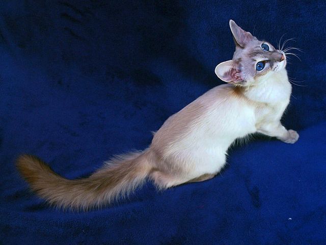 Выведенные породы кошек в Дюртюли | ЗооТом портал о животных
