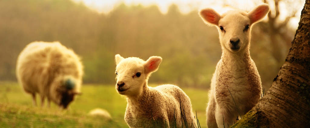Объявления о сельскохозяйственных животных | ЗооТом - продажа, вязка и услуги для животных в Дюртюли