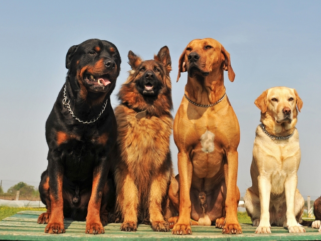 Крупные породы собак в Дюртюли | ЗооТом портал о животных